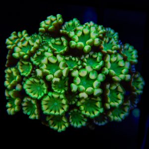 Pink And Green Alveopora - 45 - Image 1