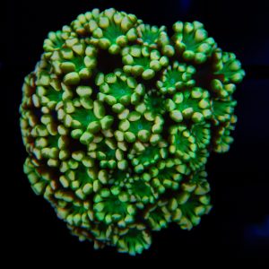 Pink And Green Alveopora - 70 - Image 1