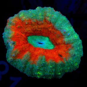 Unique Lobophyllia - 81 - Image 1