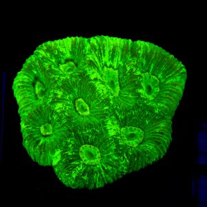 Green Splattered Goniastrea - 93 - Image 1